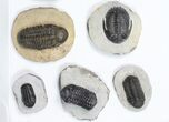 Lot: Assorted Devonian Trilobites - Pieces #84735-2